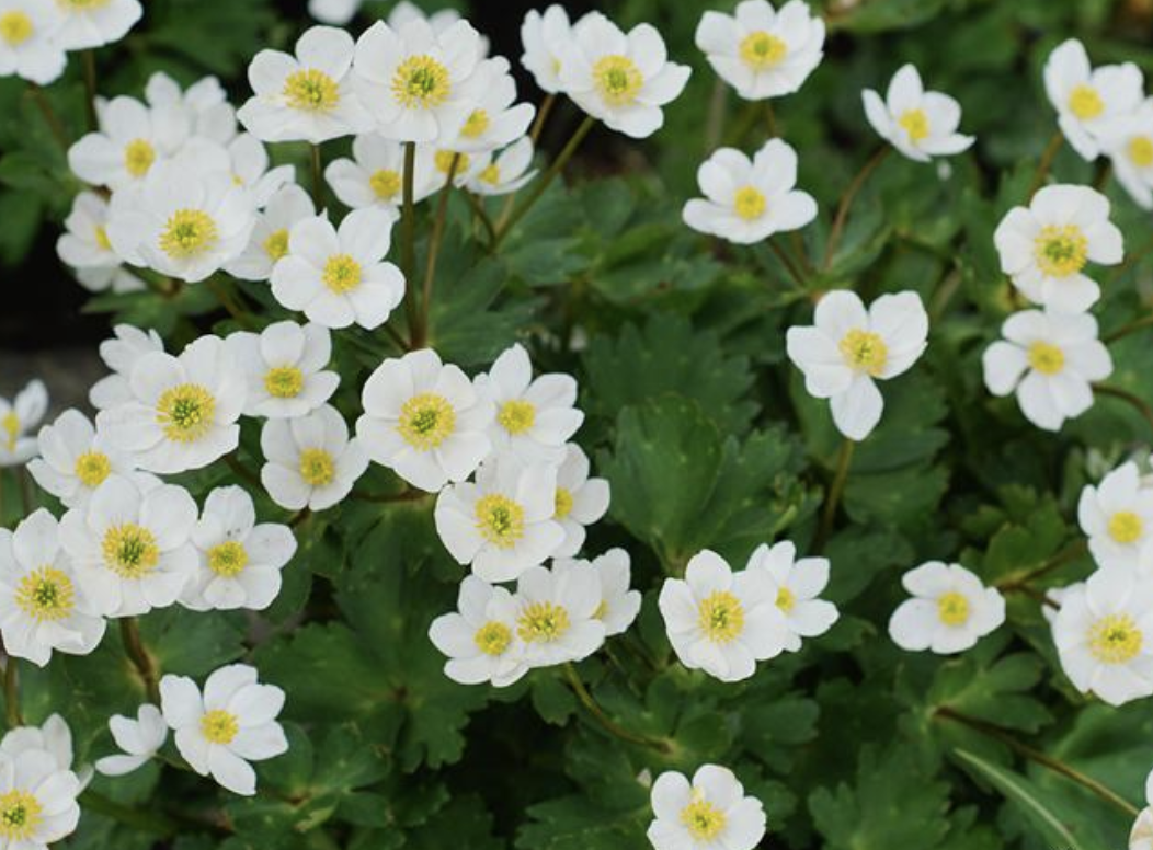  p>银莲花( i>anemone cathayensis /i> kitag)是毛茛科,银莲花属植物