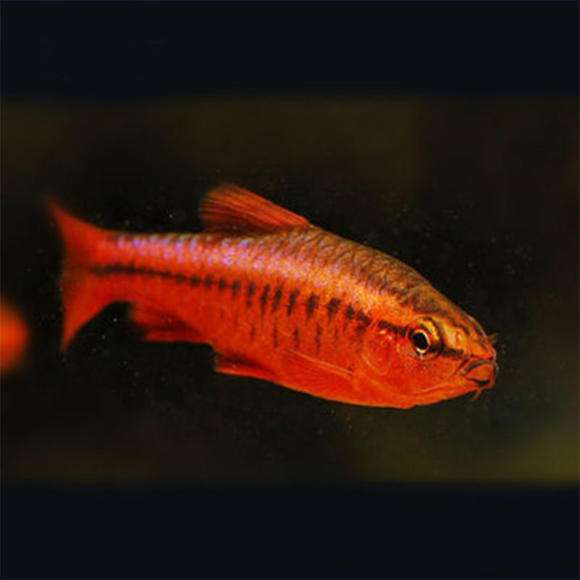 樱桃灯鱼