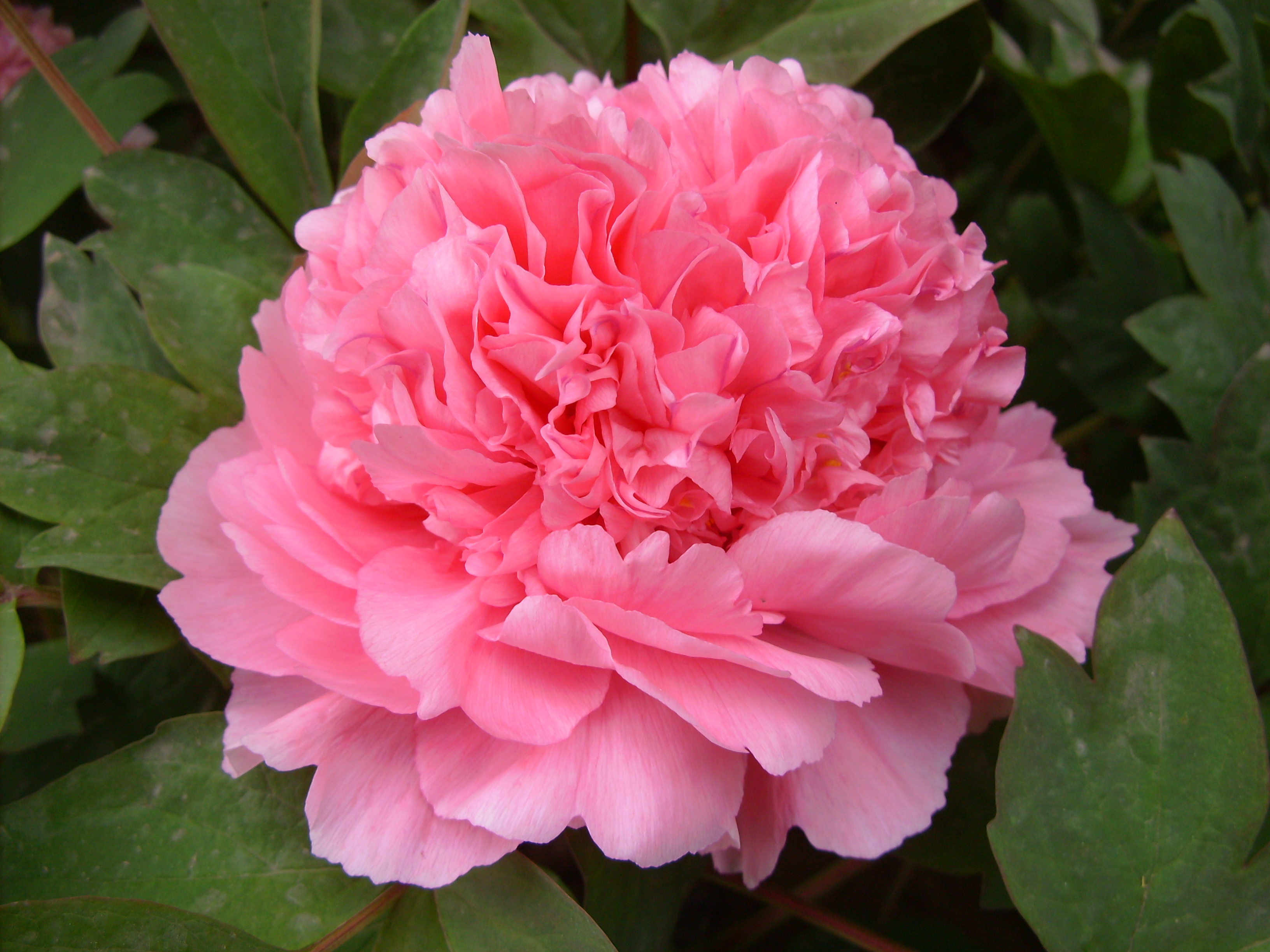  p data-id="tbfmyf7le6mq">胡红,牡丹花品种,传统品种.