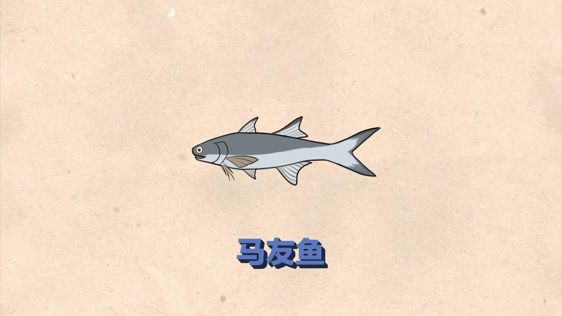 马友鱼：一种良好的食用鱼类