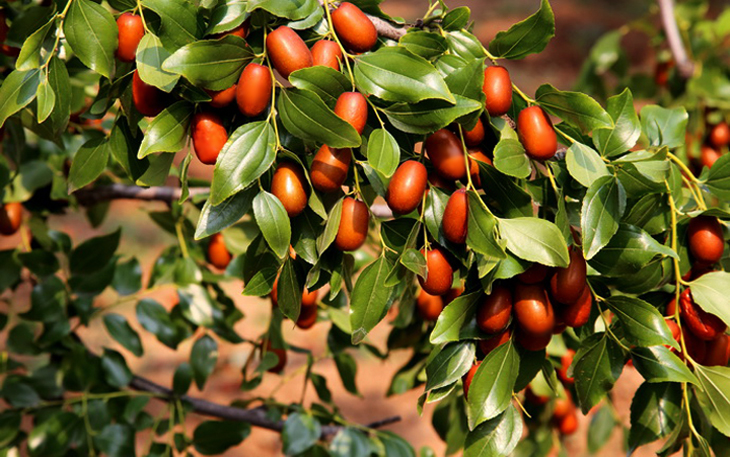  p>辽宁朝阳地处辽宁的西部,气候温暖湿润,很适合大枣的生长.