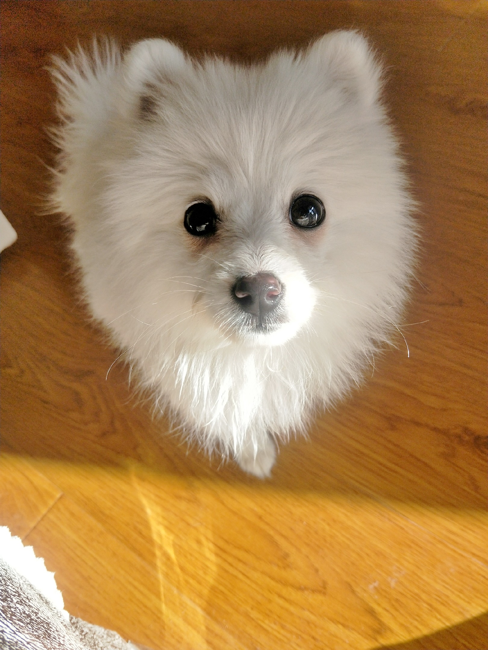  p>银狐犬,又名日本丝(绒)毛犬, a target="_blank" href="/item/日本