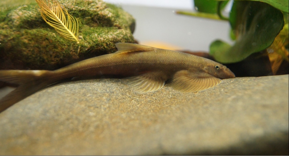 原缨口鳅指名亚种