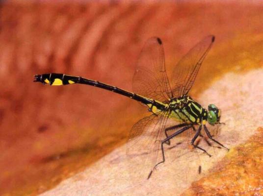 福氏异春蜓 百度百科