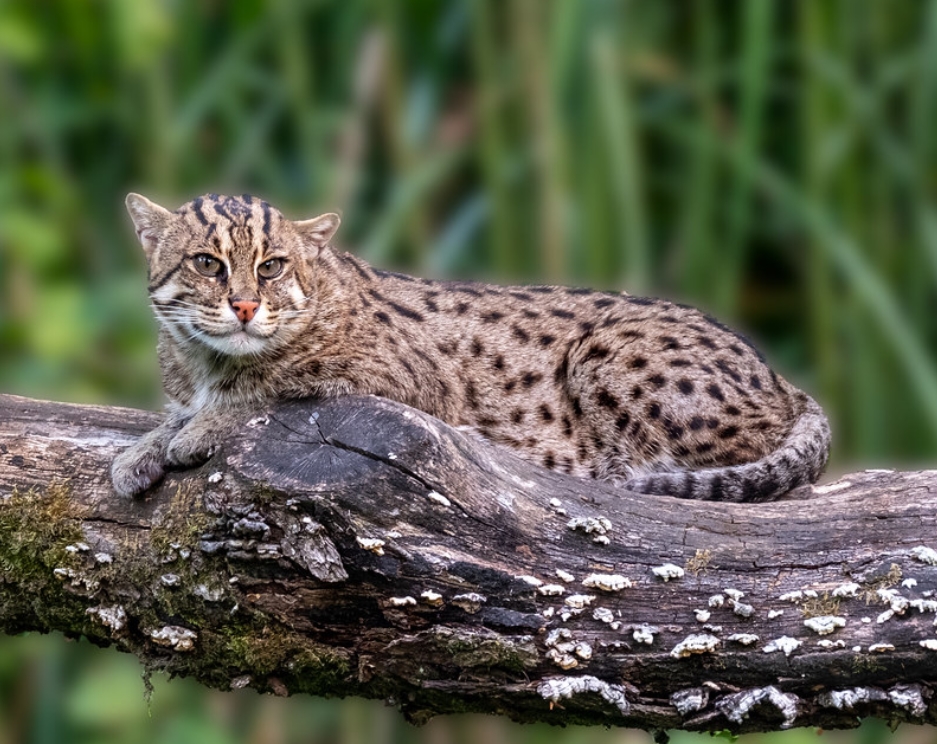  i>prionailurus viverrinus /i>):是猫科,豹猫属的一种中等体型的