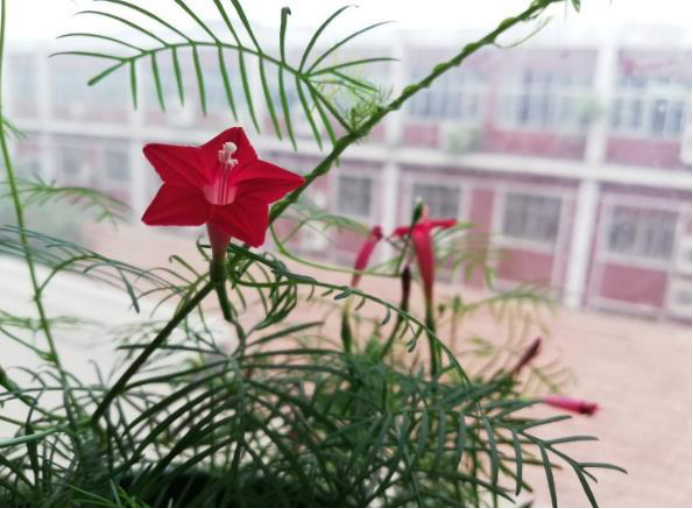 用处颇多的 五角星花 茑萝松 百科ta说