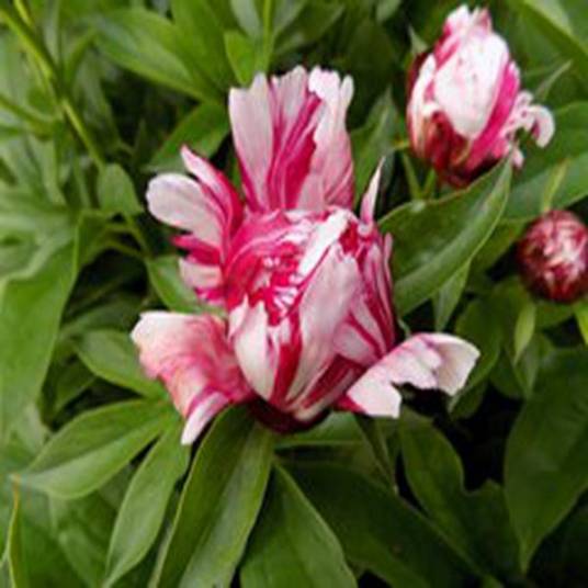 Paeonia lactiflora 'Raspberry Rumba'_百度百科