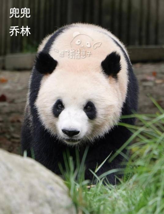 大熊猫乔林_百度百科