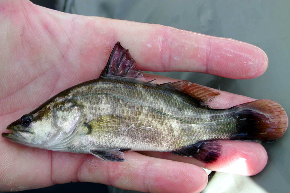  p>尖吻鲈(学名: i>lates calcarifer /i>)是尖吻鲈科,尖吻鲈属鱼类.