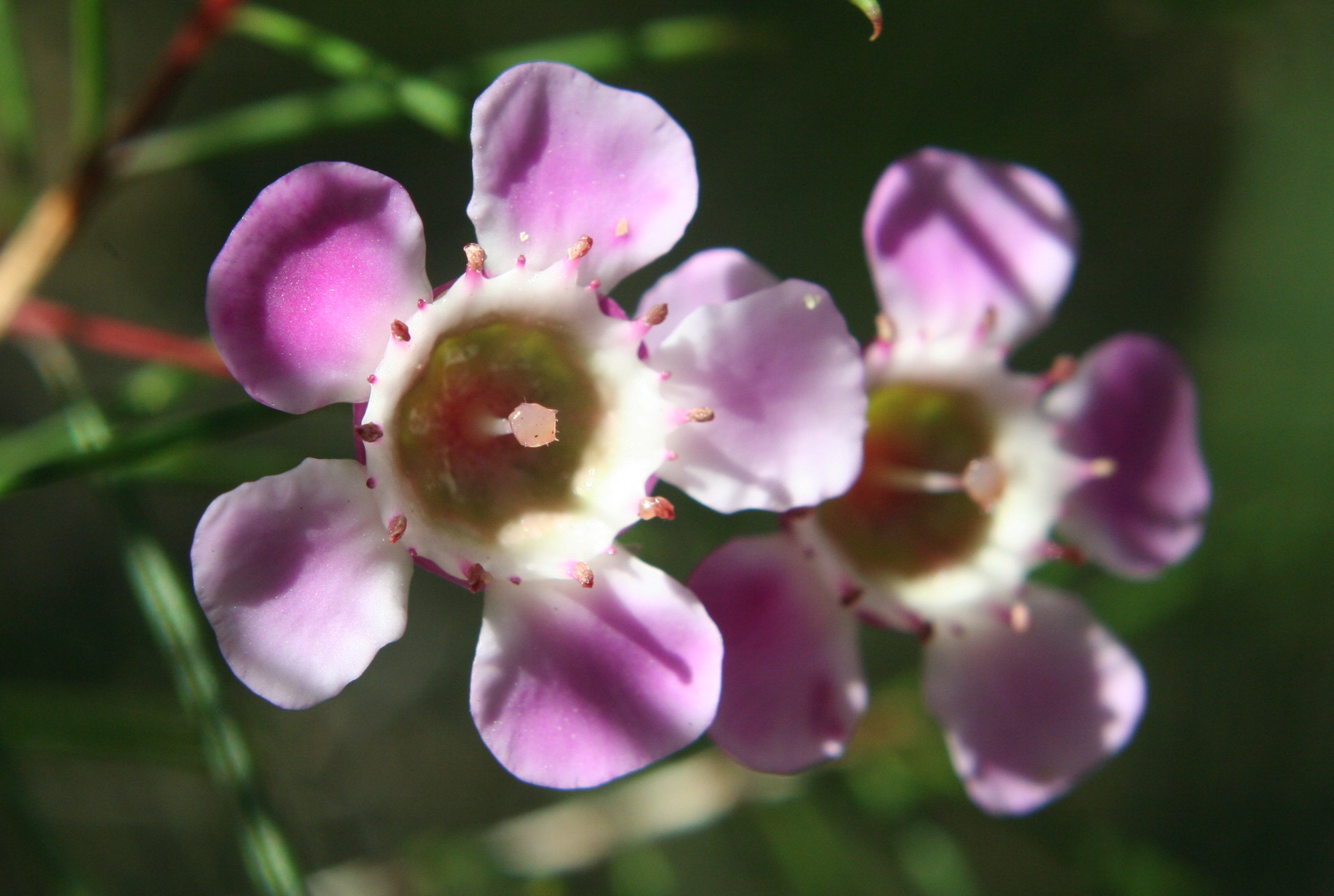 名: i>chamelaucium uncinatum /i> schauer)是桃金娘科,风蜡花属植物