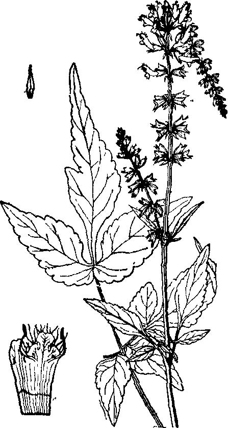 鼠尾草