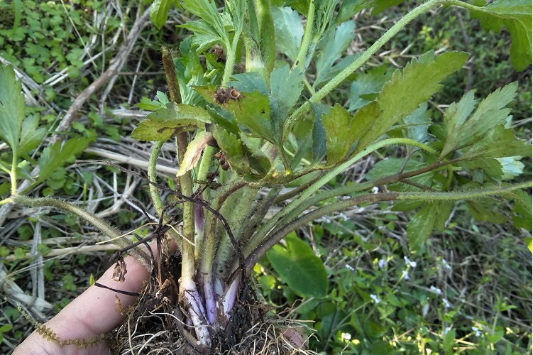 前胡:鄂西前胡(学名: i>peucedanum henryi /i>)是伞形科前胡属的植物