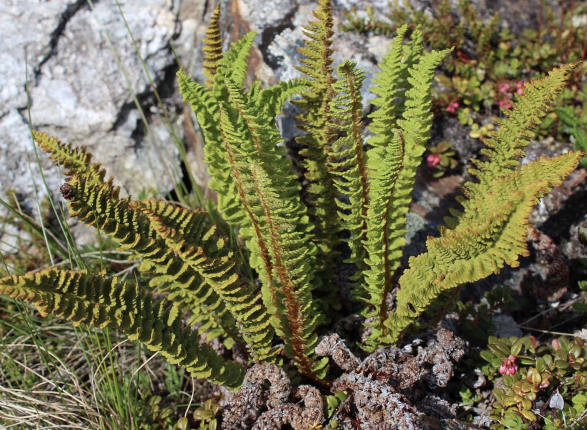 schott)是鳞毛蕨科,鳞毛蕨属植物.