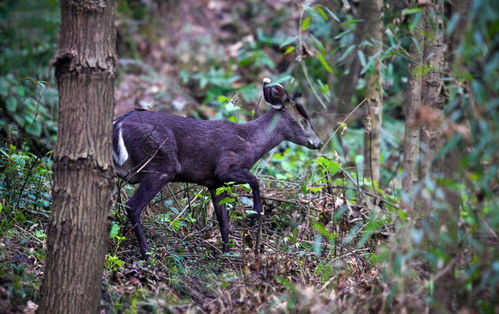 (学名: i>muntiacus crinifrons /i>),别称乌金麂,蓬头麂,红头麂,麂子