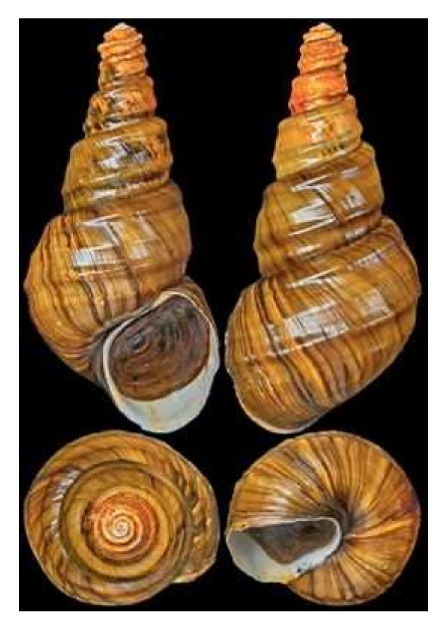  p>光肋螺蛳(学名: i>margarya mansuyi /i>):为田螺科,螺蛳属动物.