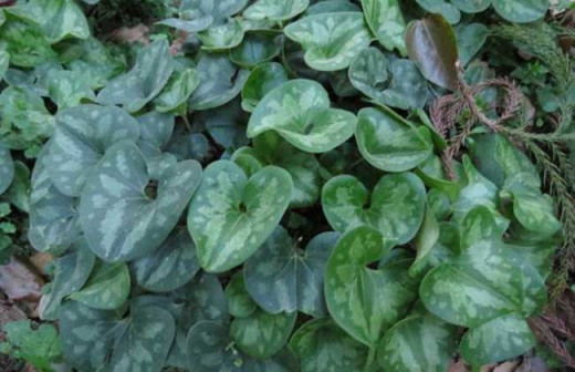 杜衡（马兜铃科细辛属植物）_百度百科
