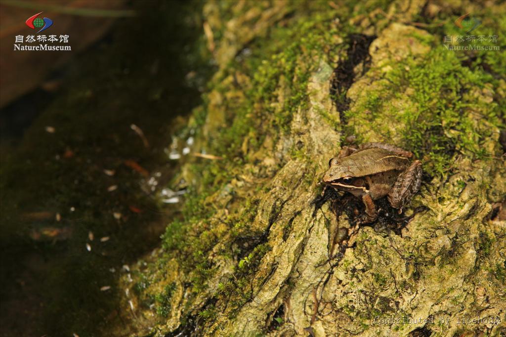  p>仙琴蛙(学名: i>nidirana /i>  i>daunc