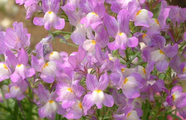  p data-id="gnwlonpvxe">姬金鱼草别名二至花,彩雀花, a target="