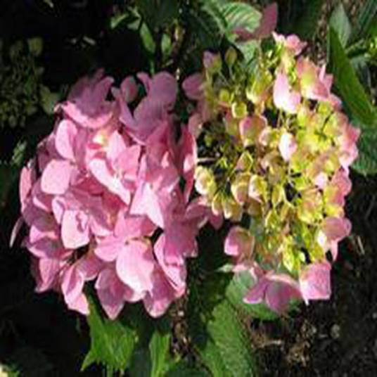 Hydrangea macrophylla 'Homigo'_百度百科