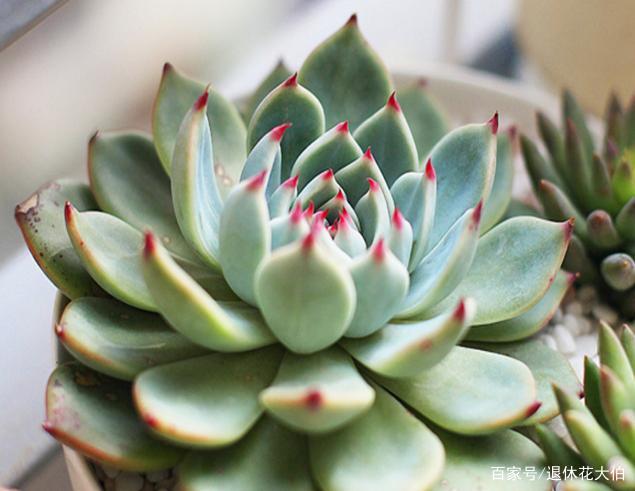 多肉植物吉娃娃 日常管理满足1足 3勤 盆栽养出娇俏美人尖 百科ta说