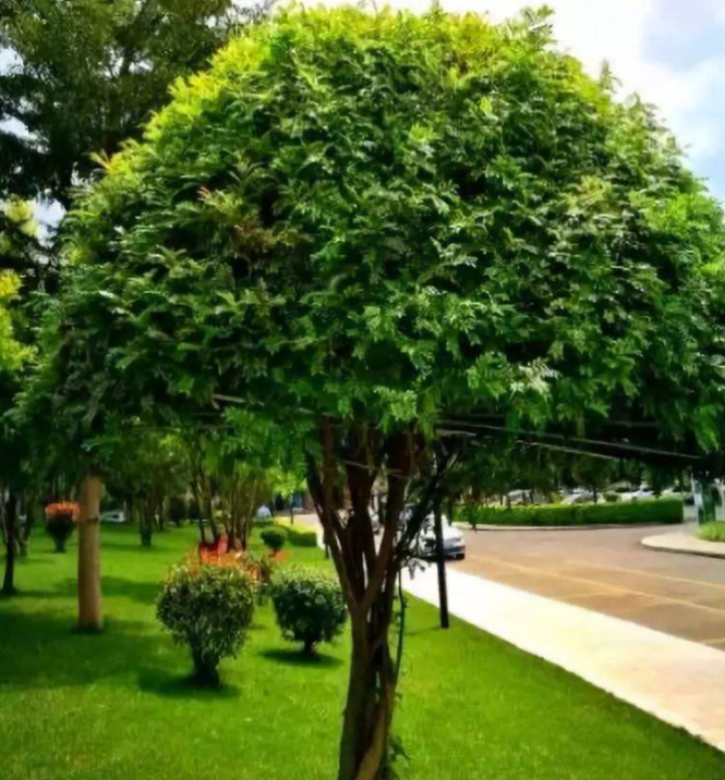 黄连木：可食可药的“百宝之树”_百科TA说