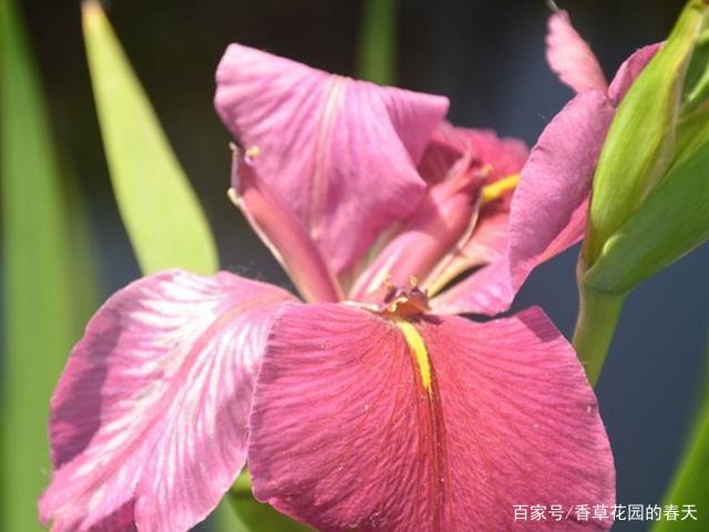 阳台种上3种沼泽植物 美丽非常 下雨盆土积水也不怕 百科ta说