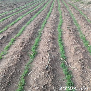 粟（禾本科狗尾草属植物）_百度百科