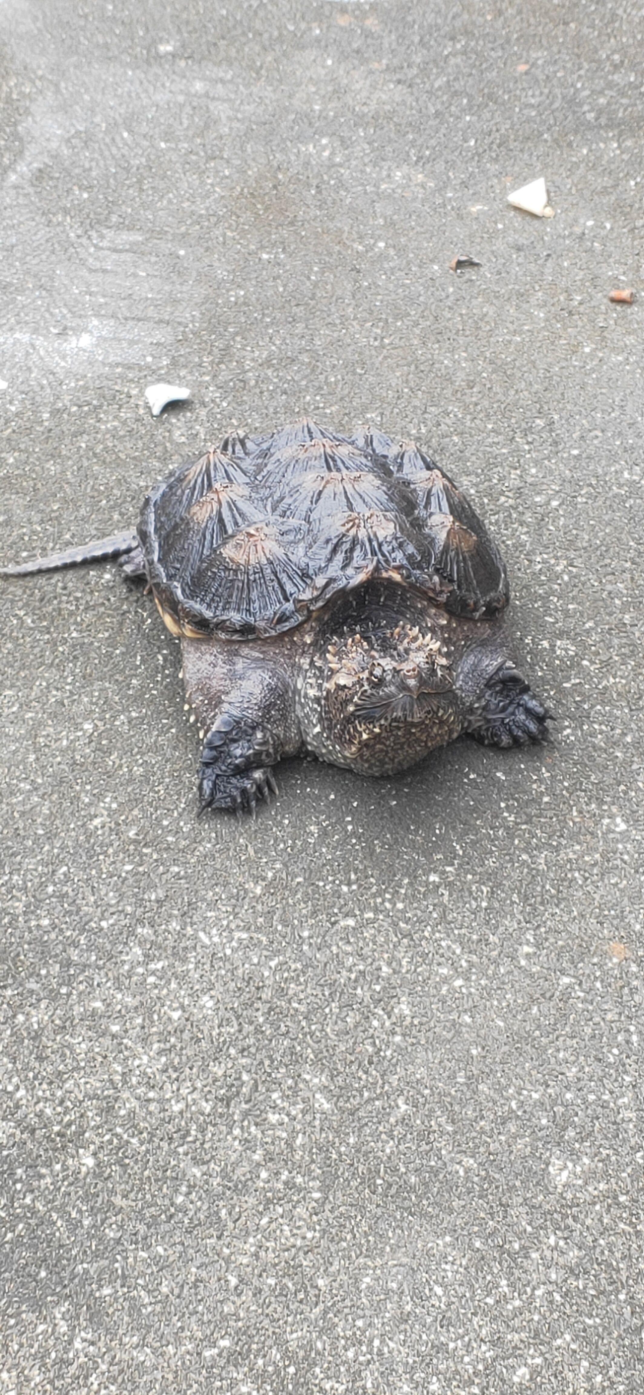 全称 a target="_blank" href="/item/佛罗里达拟鳄龟/8791519" data