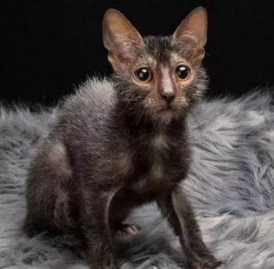 狼猫：别怕！它真的是猫_百科TA说