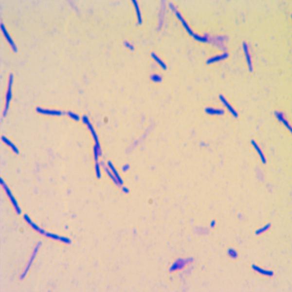 嗜热类芽孢杆菌