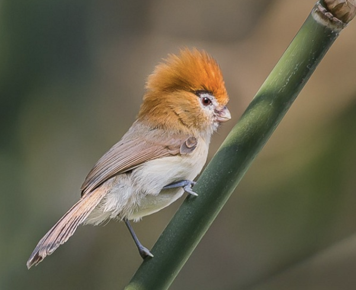  p>黑眉鸦雀(学名: i>chleuasicus atrosuperciliaris /i>)是莺科