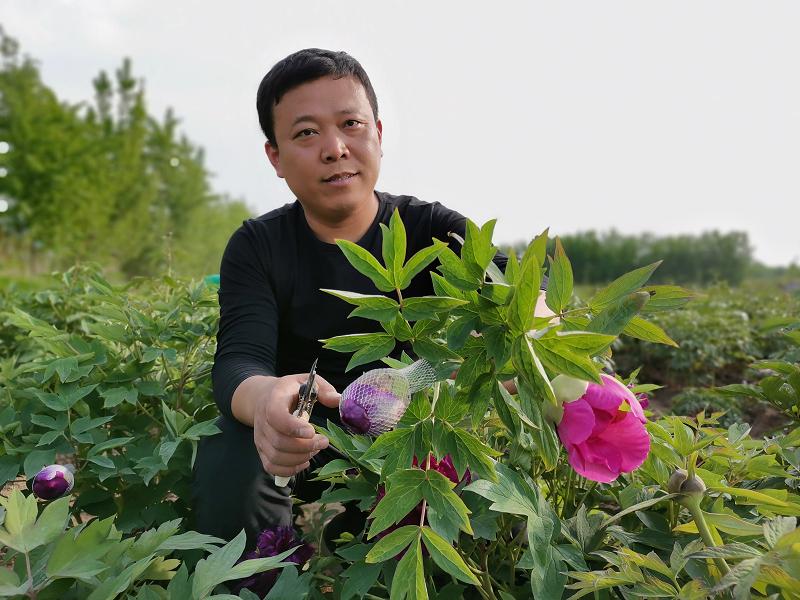 油用牡丹鲜切花 菏泽牡丹产业发出 新芽 百科ta说