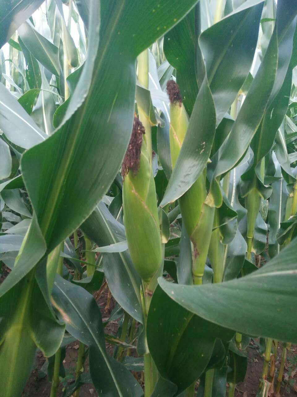 玉米新品种 span class="ref" data-ctrid="2yp2p13kuwm">春风388 