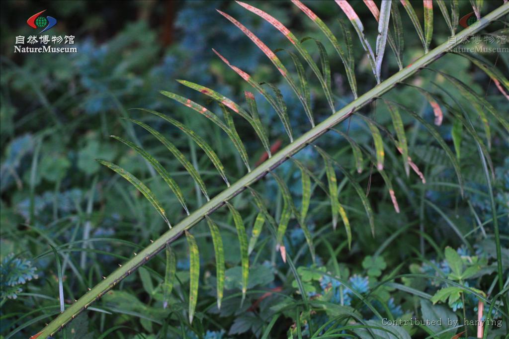 叉叶苏铁图片(叉叶苏铁在贵州的分布)
