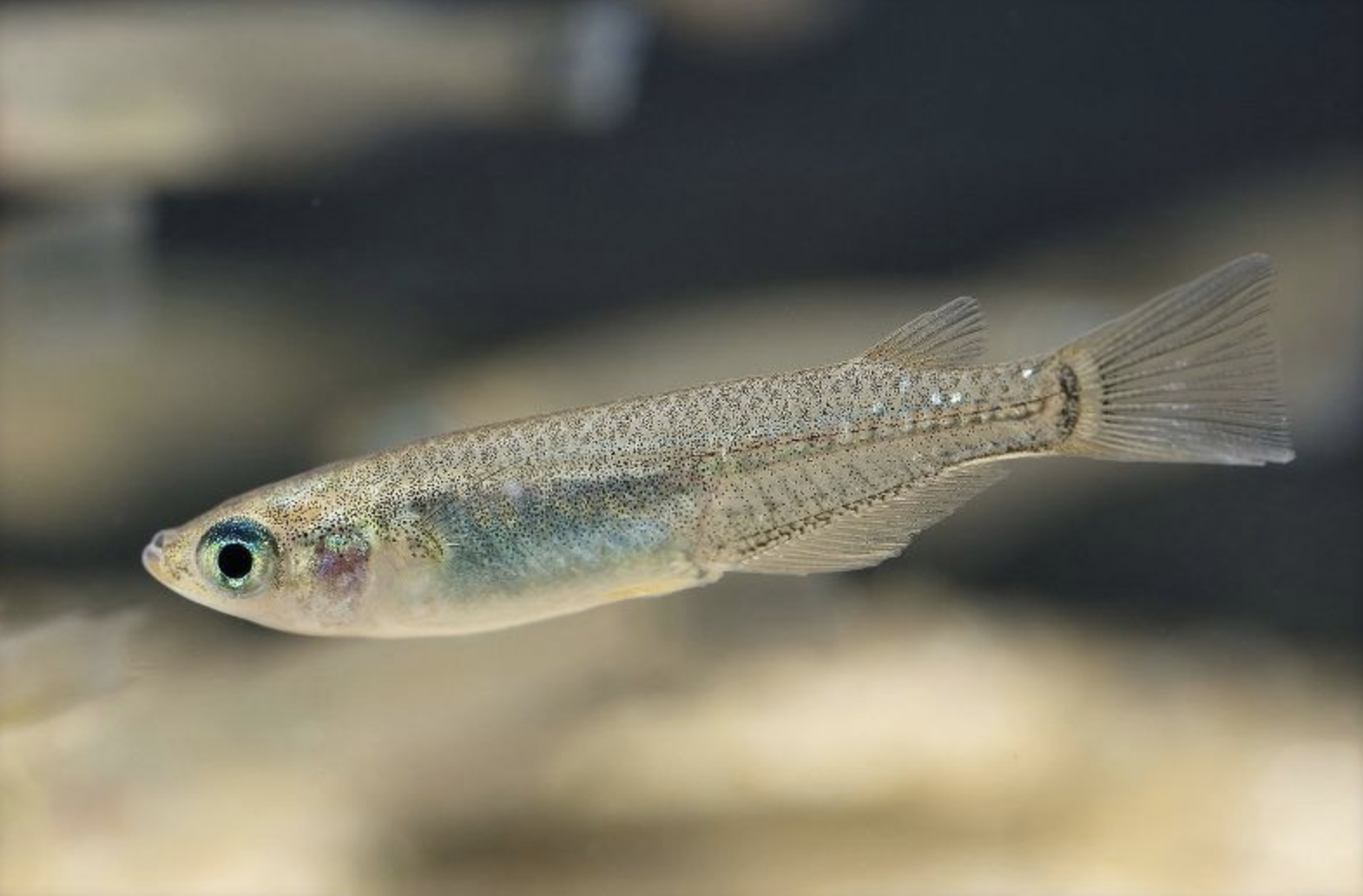  p>青鳉(学名: i>oryzias latipes /i>)是青鳉科,青鳉属鱼类.