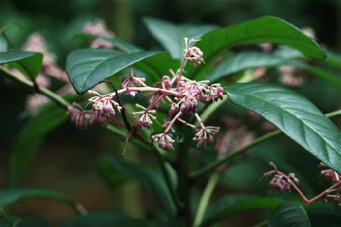  p>罗伞,是 a href="#" data-lemmaid="6722994">五加科 /a>, a href=