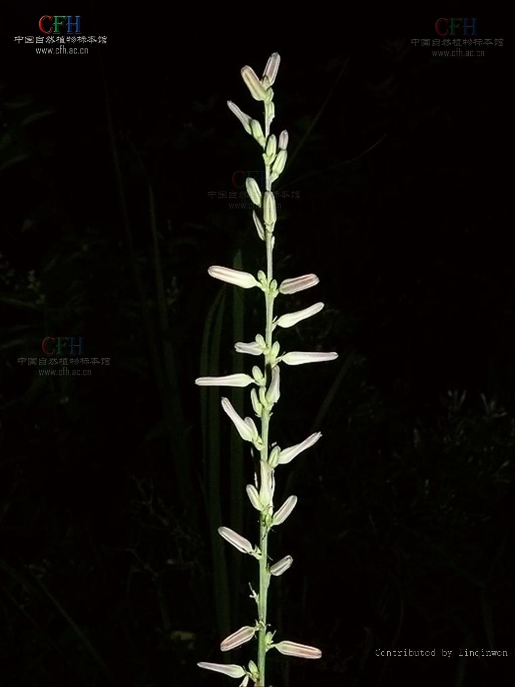  p>知母属(学名: i>anemarrhena /i> bunge)隶属于 a target="_blank"