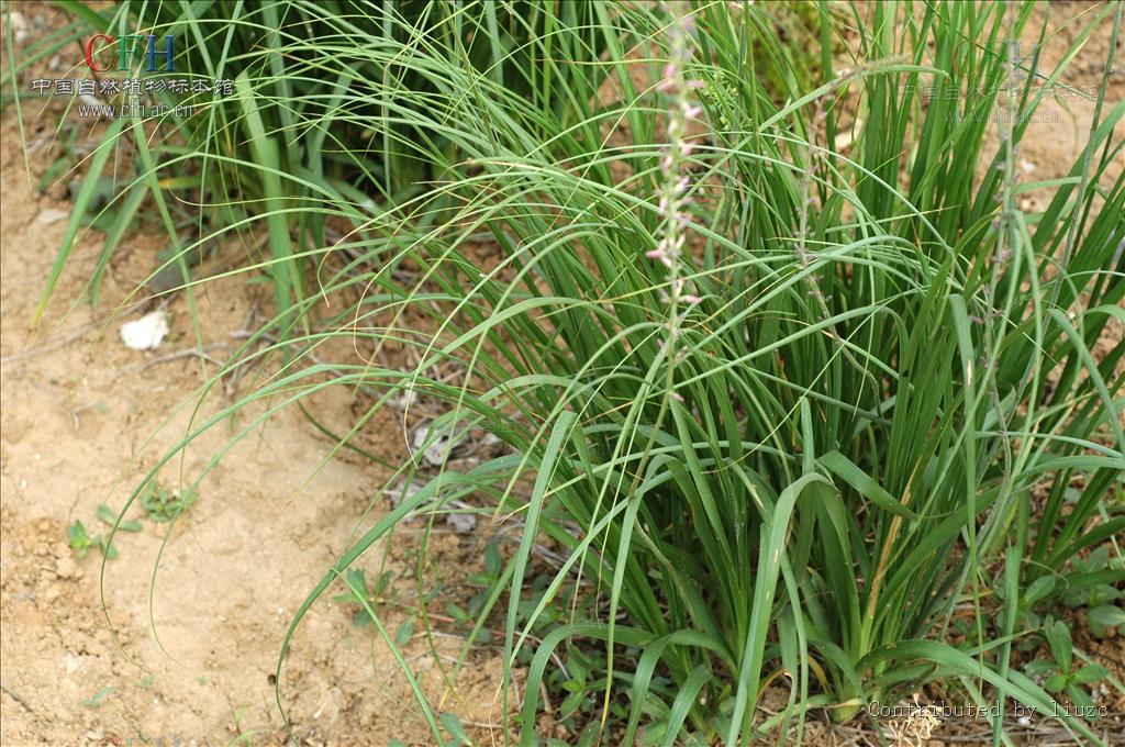  p>知母属(学名: i>anemarrhena /i> bunge)隶属于 a target="_blank"