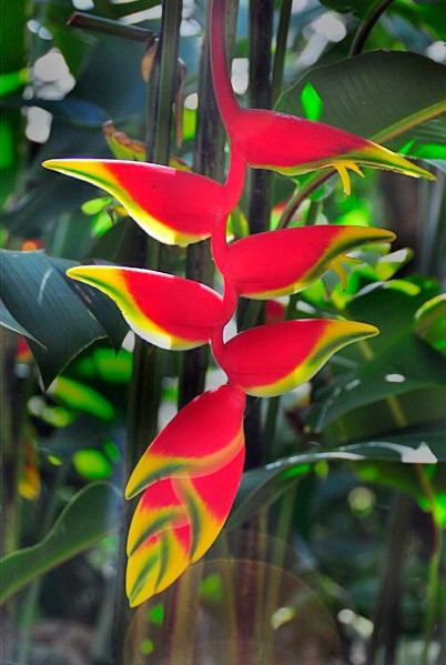  p>蝎尾蕉(学名: i>heliconia metallica   /i>planch.