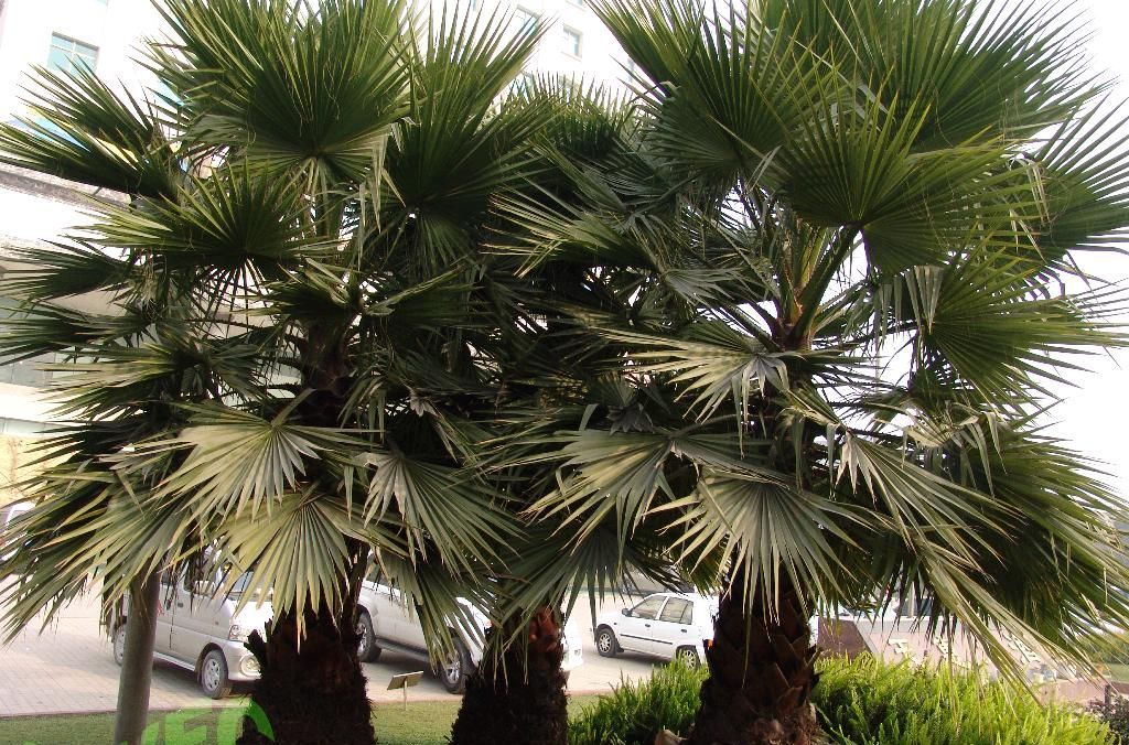 是棕榈科,糖棕属植株粗壮高大,乔木状植物.