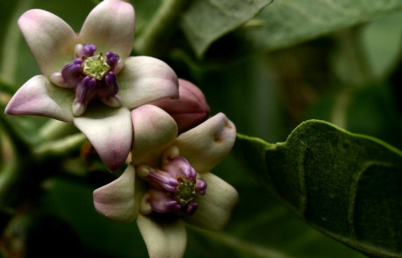  p>牛角瓜属(学名:calotropis r.
