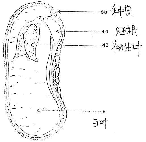 子叶_百度百科