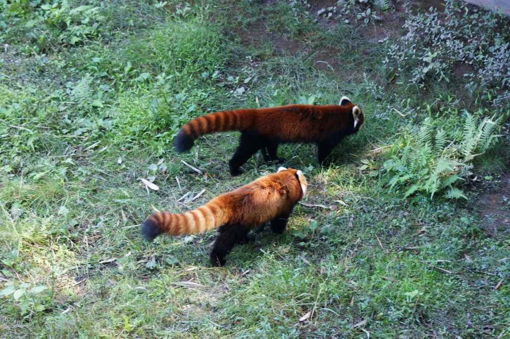 小熊猫指名亚种