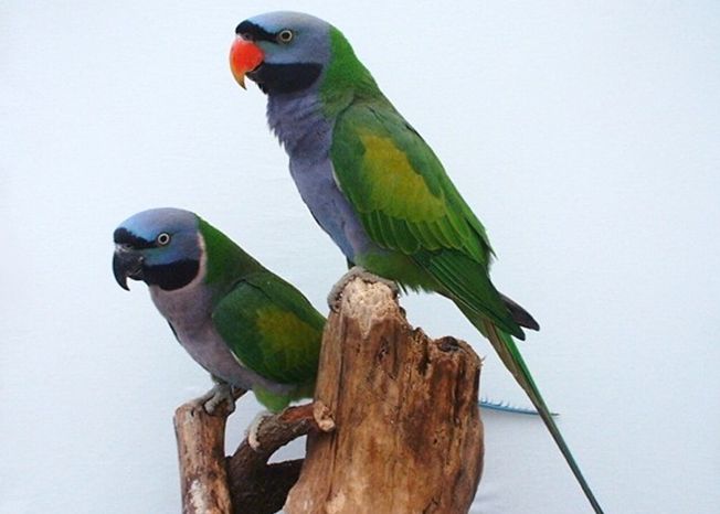  p>德拜鹦鹉(学名: i>psittacula derbiana /i>)是典型的 a target="