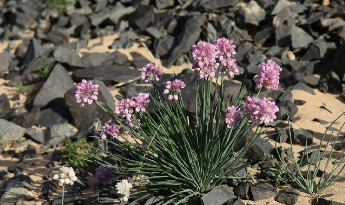  p>蒙古韭(学名: i>allium mongolicum /i> regel)是百合科葱属植物.