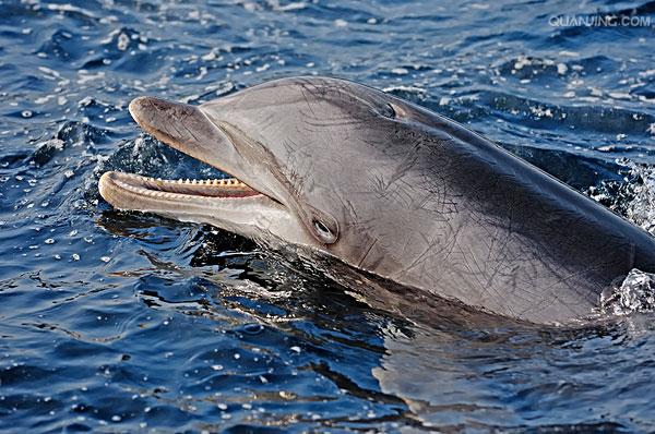宽吻海豚