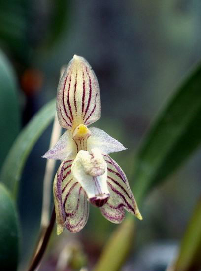  p>芳香石豆兰(学名: i>bulbophyllum ambrosia /i>  (hance) schltr.