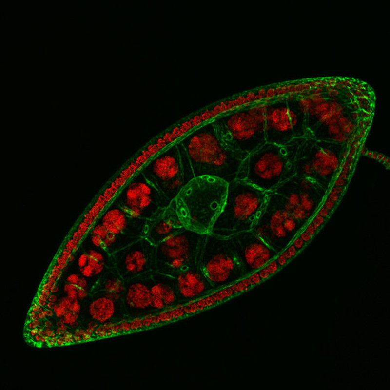  p>苍蝇卵,通常指家蝇卵,是苍蝇 a href="#" data-lemmaid="1417">