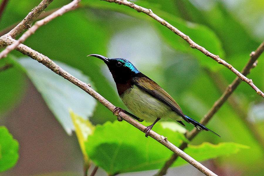  p>叉尾太阳鸟(学名: i>aethopyga latouchii /i>),别称燕尾太阳鸟,是