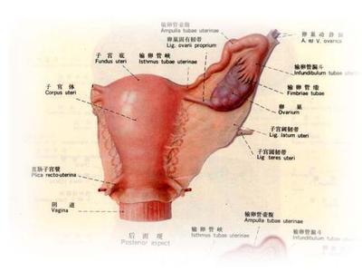 "_blank" href="/item/卵巢">卵巢 /a>,是残存于输卵管系膜中的中肾管